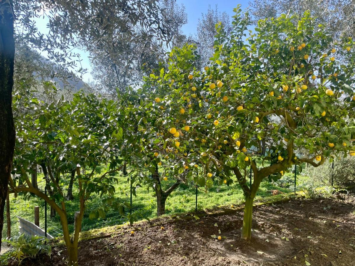 Bed and breakfast Realty Holidays - The Smile Of The Sun Península Sorrentina